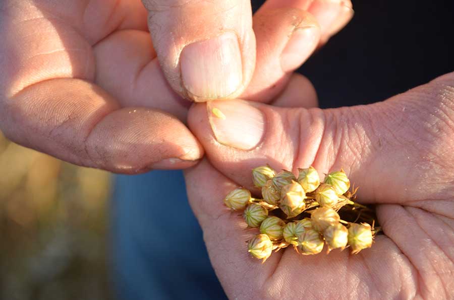 Hand holding Flaxseed