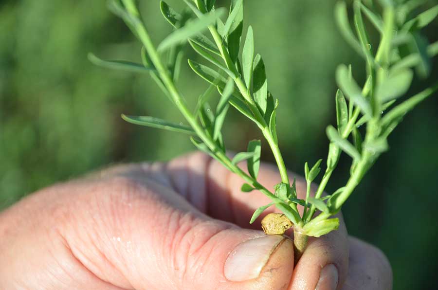 Flax Plant